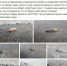 Жители Анапы сообщили о массовой гибели дельфинов - Кавказский Узел