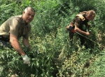В Астраханской области ежегодно ведётся борьба с дикорастущими наркосодержащими растениями