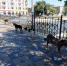 Собака на улице Астрахани - Ast-News.Ru