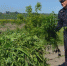 Под Астраханью выращивали коноплю - Astrakhan.Site