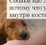 Астраханский бюджет нашел деньги на собачью жизнь - Punkt-a.info