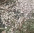 Рыбный Апокалипсис попал на видео: астраханцы в шоке от неимоверного количества дохлой рыбы - Punkt-a.info
