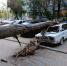 В Астрахани дерево раздавило машину - Газета Волга
