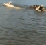 На видео попали свинья и кабаны, которые синхронно переплывали астраханскую реку - Punkt-a.info
