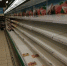 Астраханцы массово скупают продукты в супермаркетах - Южная Волна