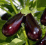 В Астраханской области идёт активный сбор баклажанов - Ast-News.Ru