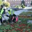 Астрахань украсят цветы из Ессентуков - Ast-News.Ru