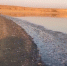 Кадры экологического бедствия: берег водохранилища в Калмыкии завалило мертвой рыбой - Punkt-a.info