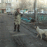 Астраханских собак везут в Волгоград. ПУНКТ-А посмотрел, как их ловят - Punkt-a.info