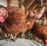 Выявлен первый в мире случаи заражения птичьим гриппом H5N8. Это совпало со вспышкой в Астраханской области - KaspyInfo.Ru