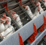 Астраханцы первые в мире заразились птичьим гриппом H5N8 - Punkt-a.info