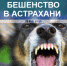 Астраханцев предупредили о двух очагах бешенства - Телеканал Семь плюс