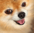 Мошенница выманила у астраханки деньги с помощью фото милой собачки - Газета Волга