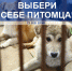Под Астраханью открылся приют для бездомных животных «Белка и Стрелка» - Телеканал Семь плюс