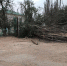 Во время бури на 10-летнюю астраханку упало дерево - Bloknot-Astrakhan.Ru