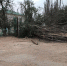 Маленькая астраханка, на которую упало дерево, до сих пор в коме - Bloknot-Astrakhan.Ru