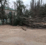 Приподнимает голову и шевелит руками: подробности состояния маленькой астраханки, которую в бурю придавило деревом - Punkt-a.info