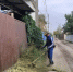 В Астраханской области на площади более 7000 квадратных метров уничтожили коноплю - Астрахань 24