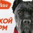 85685858 - Сетевое издание Арбуз