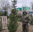 Дождь из елок пошел в Астрахани  - KaspyInfo.Ru