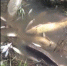 Видео с замором рыбы сняли год назад - KaspyInfo.Ru