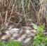 vlcsnap-2022-05-12-14h24m48s742 - Сетевое издание Арбуз