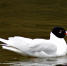 Larus_melanocephalus_aka_Mediterranean_Gull_rare_guest_in_Sweden2 - Сетевое издание Арбуз