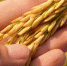 nature-grass-growth-plant-field-farm-561467-pxhere.com - Сетевое издание Арбуз