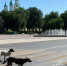собаки - Сетевое издание Арбуз