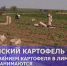 В Лиманском районе с начала года собрали более 60 тысяч тонн картофеля - Астрахань 24
