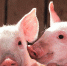 farm-pen-barn-animal-cute-country-590625-pxhere.com - Сетевое издание Арбуз