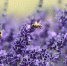 plant-flower-purple-bloom-summer-busy-567747-pxhere.com - Сетевое издание Арбуз
