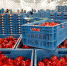 На 40% увеличился импорт растительной продукции в Астраханскую область из Казахстана и Киргизии - Bloknot-Astrakhan.Ru