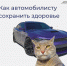 Как сохранить здоровье за рулём? - Министерство Здравоохранения