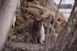 Закаленные в драках. Как живут коты в городе, полном собак 