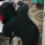 Полицейские задержали молодого астраханца, напавшего на работницу шаурмичной - Газета Волга