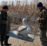 Спасенного из ледового плена пеликана выпустили на свободу в астраханский водоем - Astrakhanpost.Ru