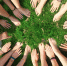 hand-tree-grass-group-people-plant-954284-pxhere.com - Сетевое издание Арбуз