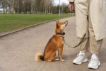 side-view-owner-and-cute-dog-outdoors
