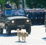 Собака открыла астраханское военное шествия - Astrakhanpost.Ru