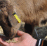 hand-bird-animal-cute-wildlife-goat-1092118-pxhere.com - Сетевое издание Арбуз