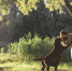 woman-and-two-dogs-playing-in-park - Сетевое издание Арбуз
