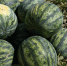 В Астраханской области стартовал сбор ранних арбузов - Портал органов государственной власти