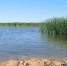 вода река камыш - Сетевое издание Арбуз