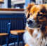 В Астрахани распространены кафе формата dog-friendly - Астраханский листок