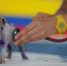 play-puppy-dog-cute-canine-mammal-1135807-pxhere.com - Сетевое издание Арбуз