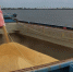 Экспорт зерна из Астраханской области вырос в три раза - Газета Волга