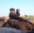 Screenshot_20240725_152241_VK - Сетевое издание Арбуз