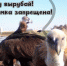 Птиц Северного Кавказа возмутили фотоловушки астраханского заказника - Bloknot-Astrakhan.Ru
