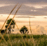 sky-nature-field-vegetation-grass-natural-landscape-1484397-pxhere.com - Сетевое издание Арбуз